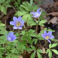 Anemone nemorosa 'Royal Blue' Photo: J. Amand